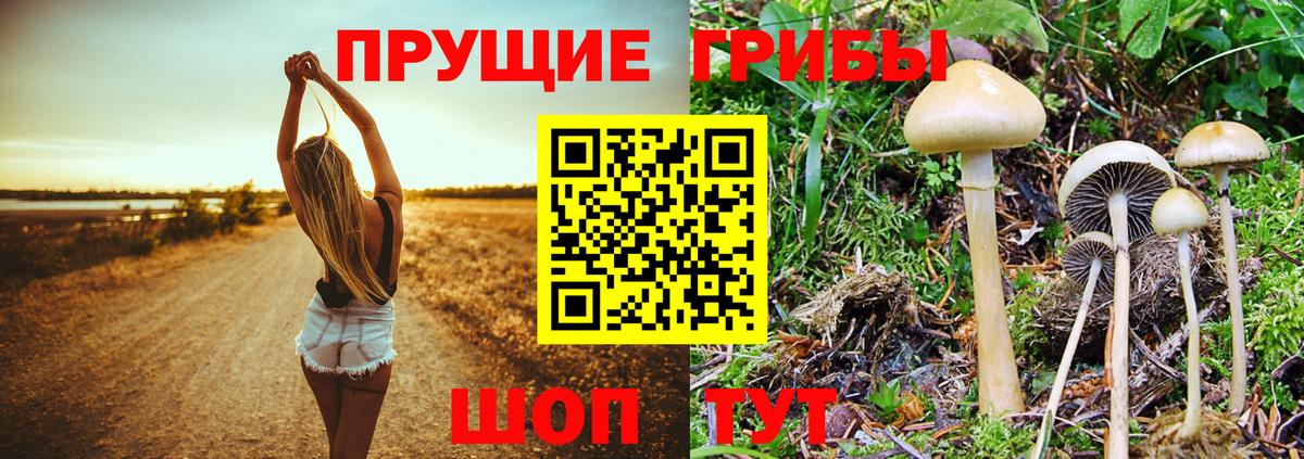 Минеральные Воды  где можно купить   Вход с VPN  Галлюциногенные грибы Cubensis  Галлюциногенные грибы MAGIC MUSHROOMS 